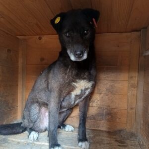 NAVARA (♀) - Hautprobleme - ausgereist zur Tierhilfe Lebenswert DR 07.05.25