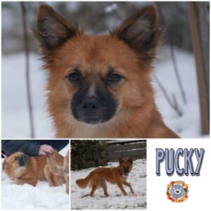 PUCKY in 21493 Möhnsen - vermittelt