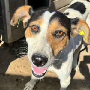 SUANITA (♀) - ausgereist zum TST Rösrath