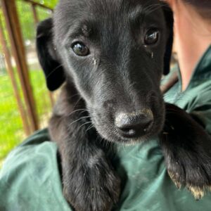 GESA(♀) - auf PDR PS im PLZ Bezirk 32 -vermittelt