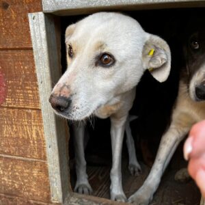 LONI (♀) - ausgereist zu Step by Paw (AL)