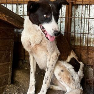 GERONIMO - RBB 11/23