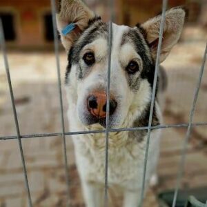 GRISCHA - seit mind. 2020 im Shelter - vermittelt Anna