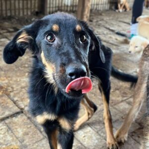 OAKLEY (♀) - ausgereist zur Tierhilfe Lebenswert