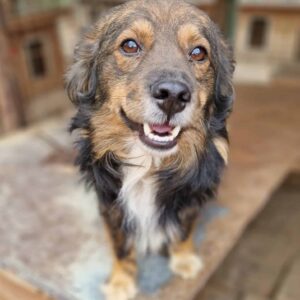 ELMO (♂) - ausgereist zum TST