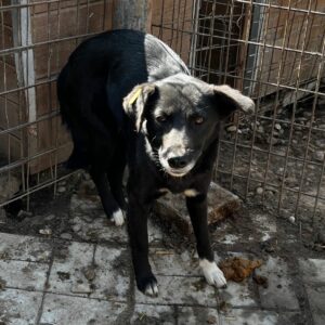 SAMOA (♀) - kann sich im Kennel nicht frei bewegen, völlig überfordert, zu dünn!