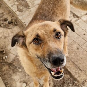 FRITZI - seit mindestens 2019 im Shelter