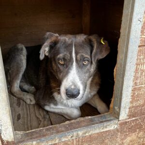 DANDY (♂) - kann linkes Hinterbein nicht nutzen (04/2024)