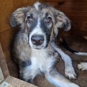 RALPHI (♂) - reserviert Tierhilfe Lebenswert - vermittelt