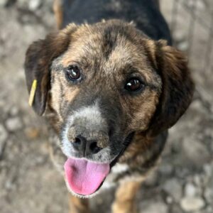 FRIDDY (♂) - ausgereist zur Tierhilfe Lebenswert