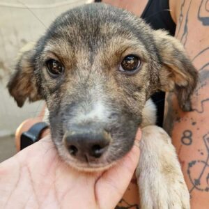 VICKIE (♀) -ausgereist zur Tierhilfe Lebenswert