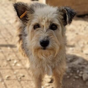 POLDOA (⚤) - vermisst 11/24