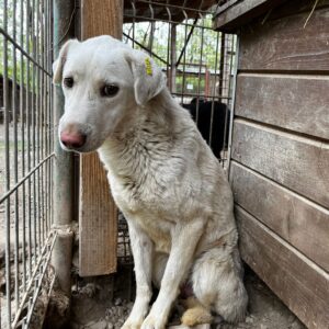 AKAY (♂) - vermisst 11/24