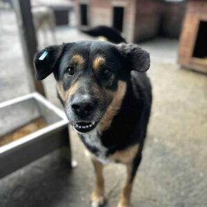 JOSCHO (♂) - keine Vermittlung