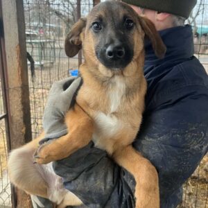 TONKO - ausgereist zu Vierbeiner in Not