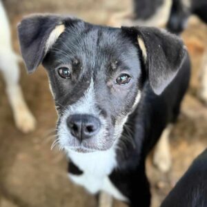 ESTELLA (♀) - geht als Zarteste im Kennel unter - auf PDR PS im PLZ Bezirk 95 - vermittelt