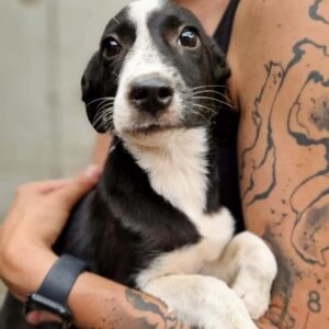 PÜPPI (♀) -vermittelt MD