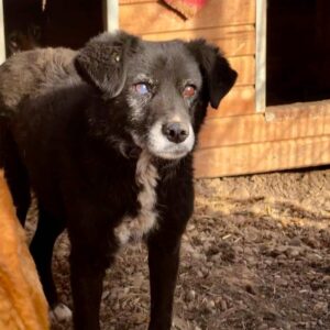 FILIA - rechtes Auge trüb/blind - vermisst 11/24