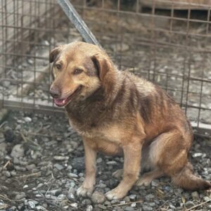 ELENI (♀) - zu dünn