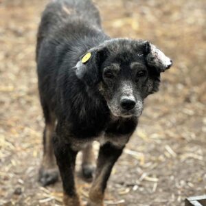 TULA - baut stark ab, Hautprobleme! - seit mind. Oktober 2018 im Shelter - reserviert Tierhilfe Lebenswert DR - vermittelt