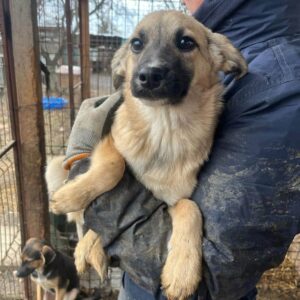 AYUNA - auf PDR PS im PLZ Bezirk 21