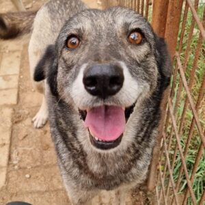 AUBREE (♀) - vermittelt MH