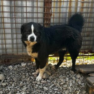 DIREN (♂) - seit 2018 im Shelter