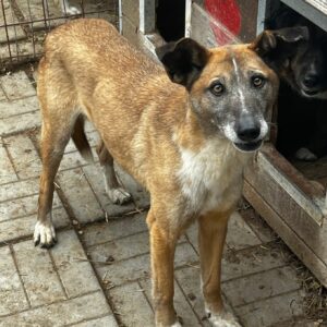 BENJO (♂) - ausgereist zum TH Iserlohn (AL)