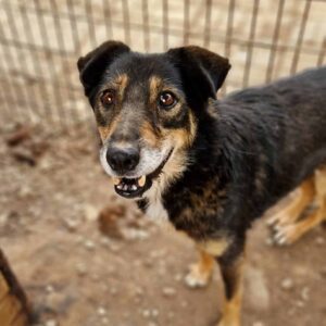 MOJO (♂) - vermittelt BD