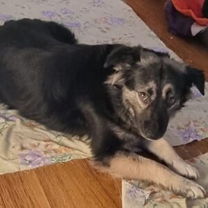 MARTA (♀) - in Rumänien vermittelt 06/24