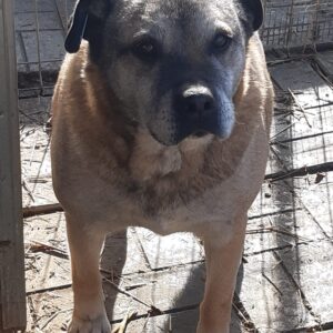 KARLOTA - reserviert TH Filderstadt - vermittelt