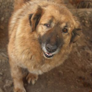 STEFANIE (♀) - linkes Auge defekt - seit mindestens 2020 im Shelter - vermisst 11/24