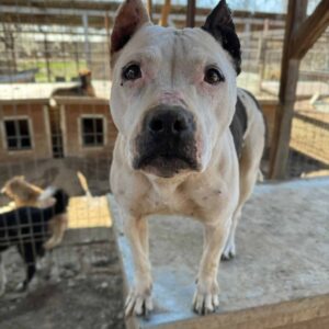 LAYNIE (♀) - (DNA Test folgt / PP)