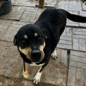 AICK (♂) - vermisst 11/24