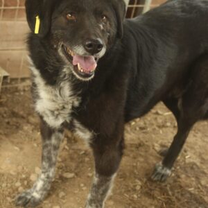 NILOU (♀) - seit mind. 2019 im Shelter