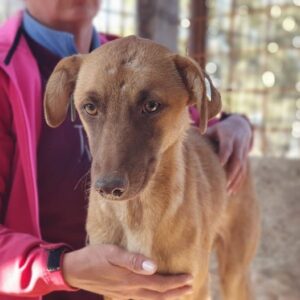 CHARIA - ausgereist zum TST Rösrath