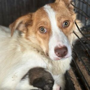 CUTYA (♀) - ausgereist zum TST Rösrath