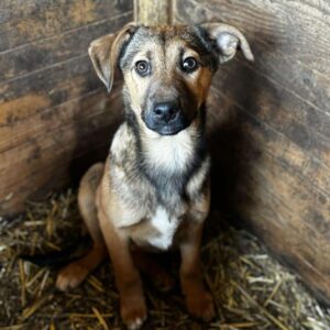 IXXI (♀) - sollte bald ausreisen - vermittelt LS