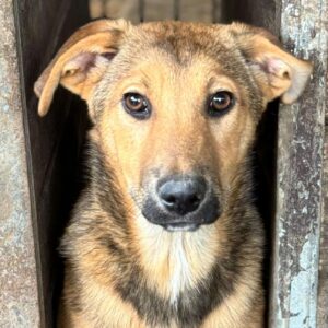 IVEN (♂) - sollte dringend ausreisen