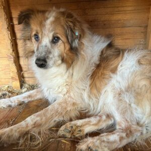 INGA (♀) – vermisst 11/24