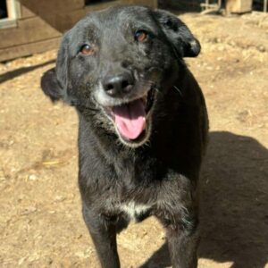 CELESTA (♀) - ausgereist zum TH Iserlohn