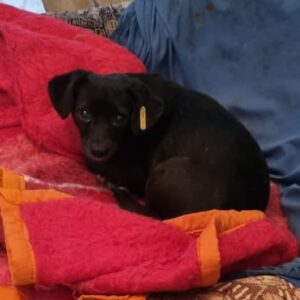 RAHA - vermittelt MD