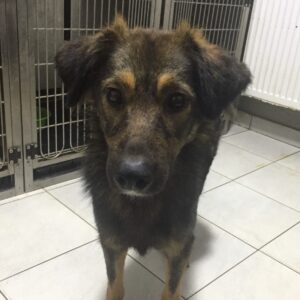 LIESCHEN - reserviert Tierhilfe Lebenswert DR - vermittelt