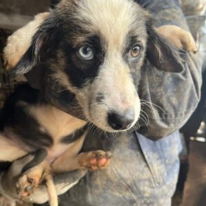 ANISSA - reserviert Tierhilfe Lebenswert DR - vermittelt