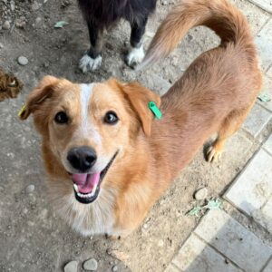 KOA (♂) - ausgereist zur Arche Noah