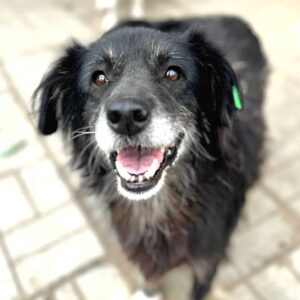 KELSEY (♀) - ausgereist zu Vierbeiner in Not