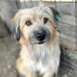 FIDAN (♂) – ausgereist zum TST Rösrath