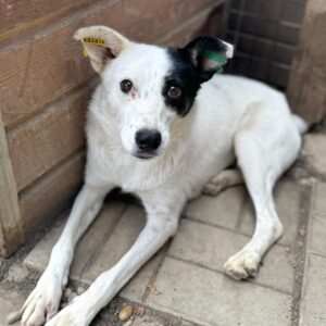 DAIRY (♀) - ausgereist zur Arche Noah