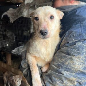 HAJO - auf PDR PS im PLZ Bezirk 06 - vermittelt