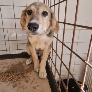 TARINO - ausgereist zur Tierhilfe Lebenswert